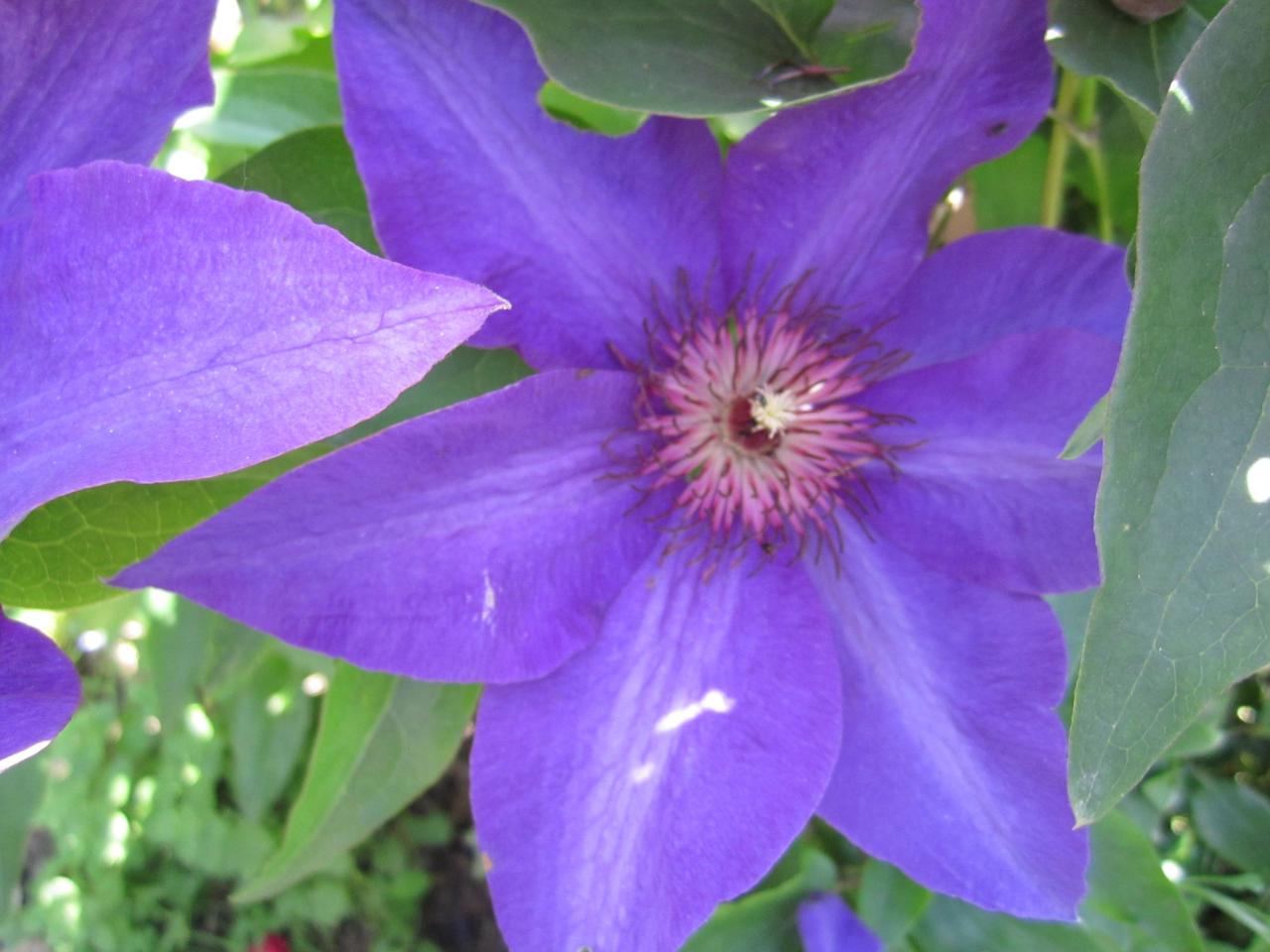 How to Achieve a Lush Clematis Garden with Effective Methods