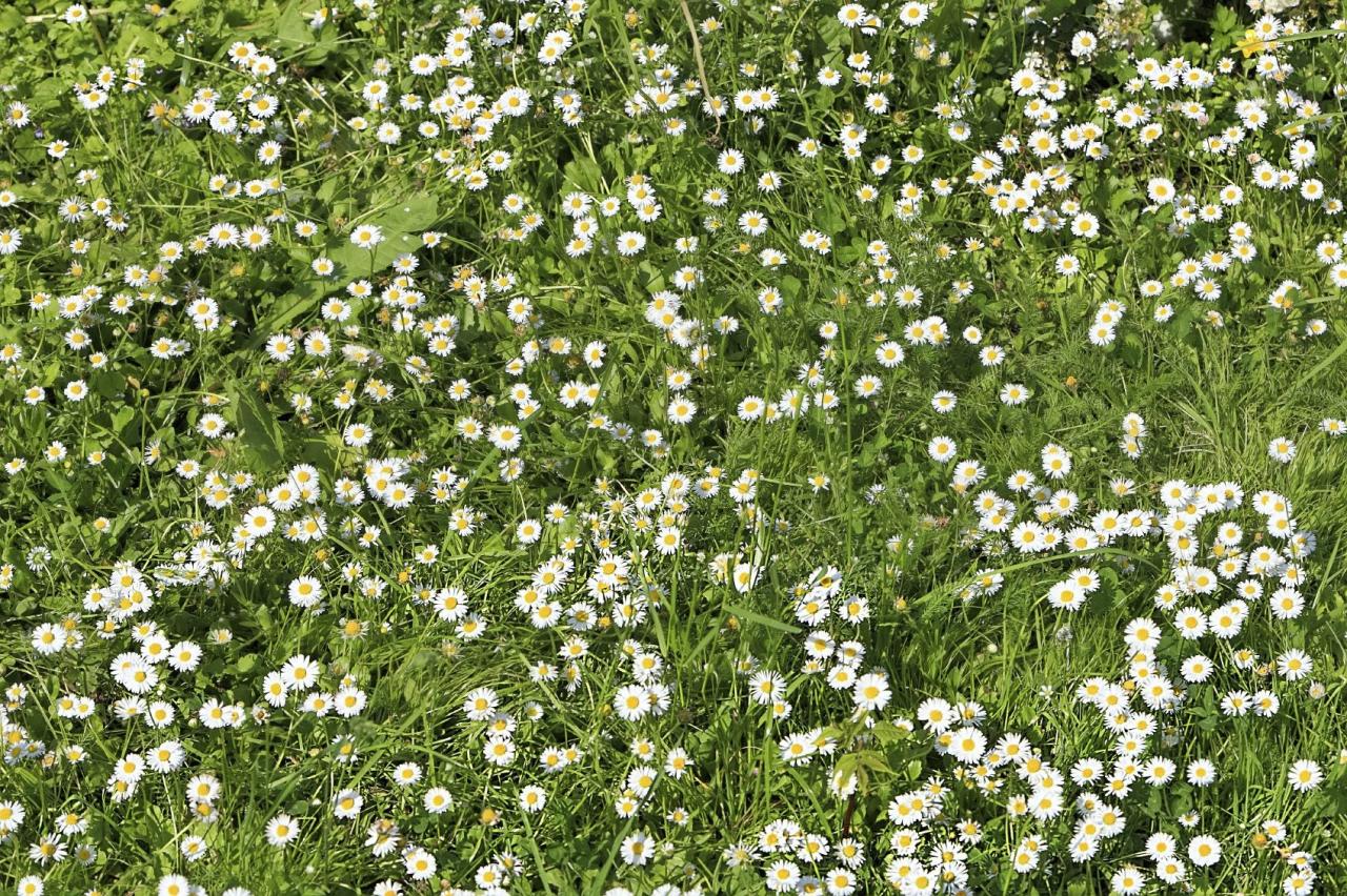 Chamomile Lawn: A Sustainable and Beautiful Alternative