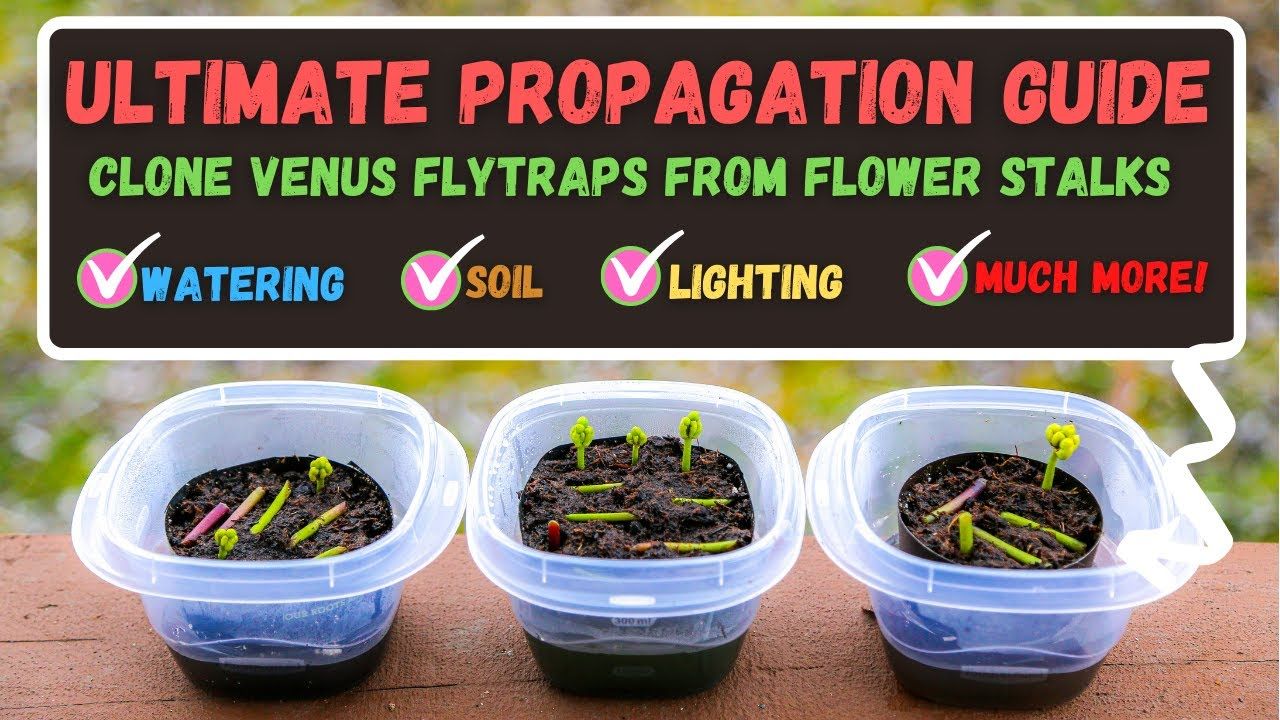 How to Grow a Jungle of Venus Fly Traps With This Propagation Guide