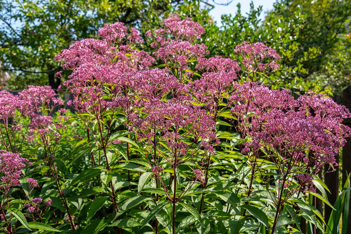 Grow Joe Pye Weed: Thriving Garden Display