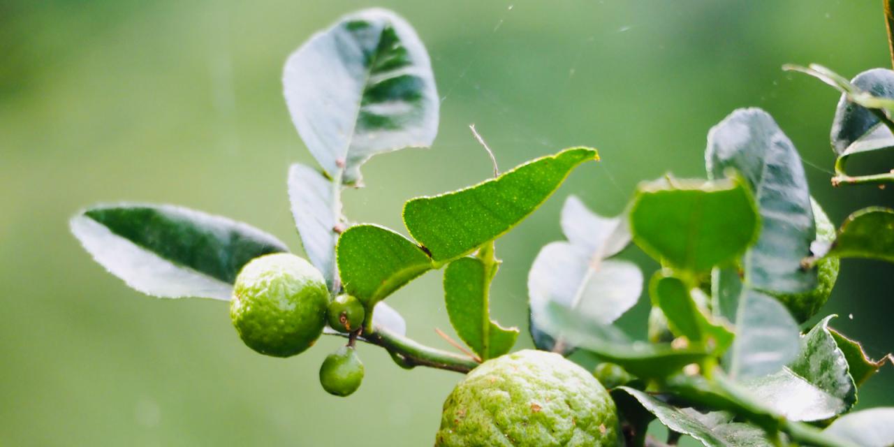 Mastering Kaffir Lime Leaf: Enhancing Your Meals