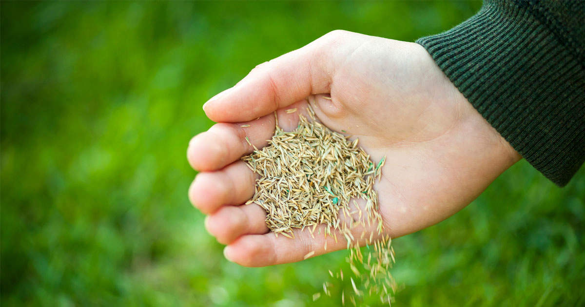 Sow Grass Seed for a Beautiful Lawn: The Best Time to Plant