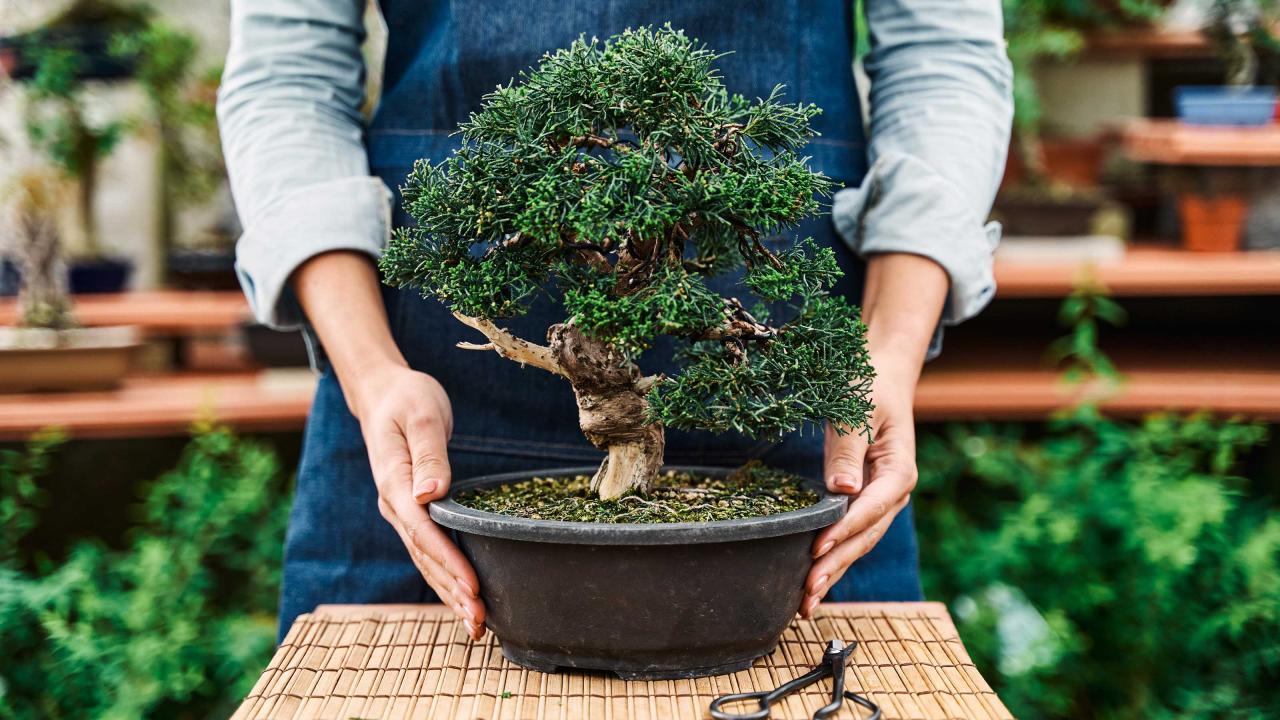 Expert Tips For Caring For A Bonsai Tree