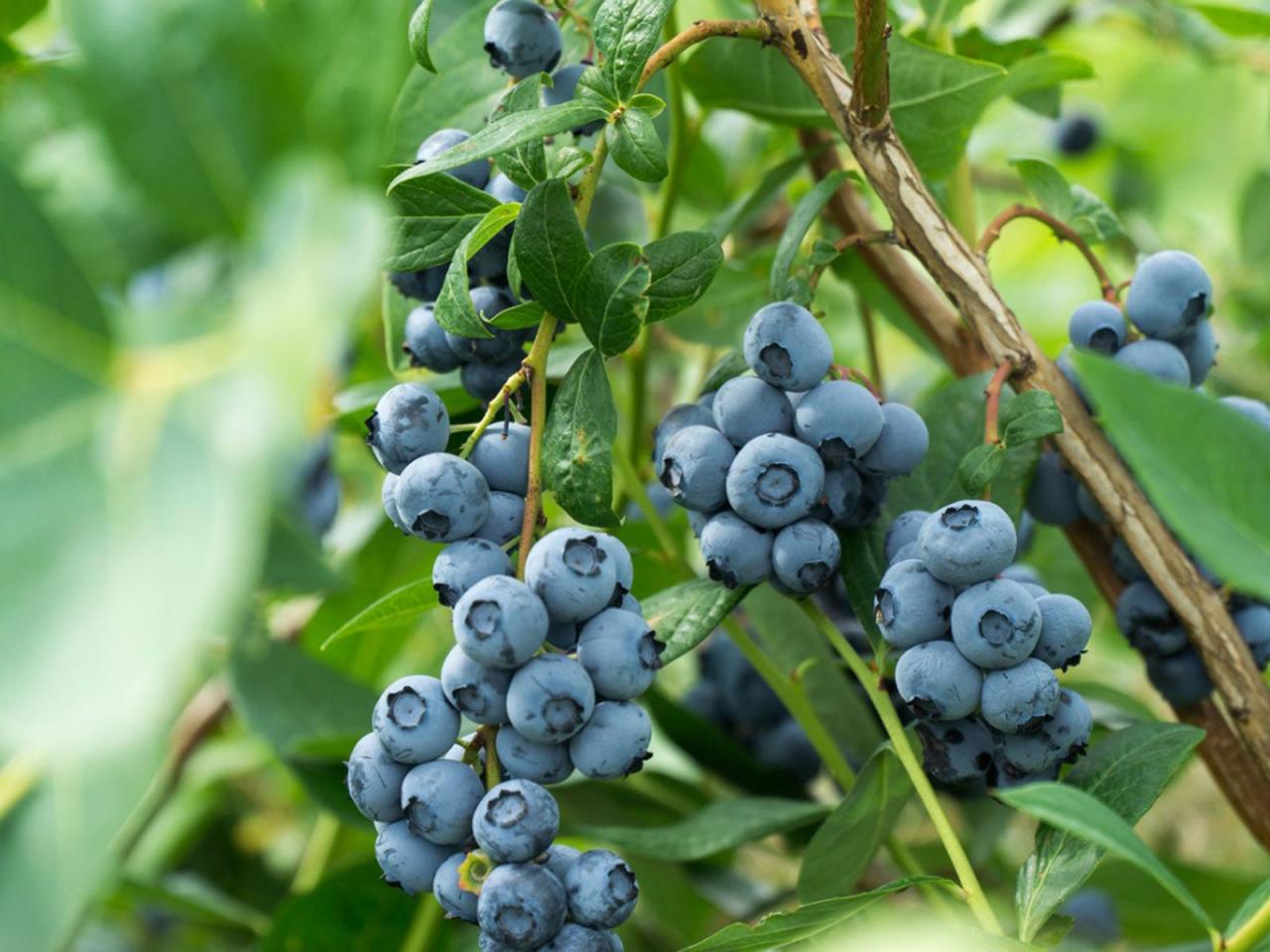 Blueberry Bush Propagation: Expanding Your Berry Garden