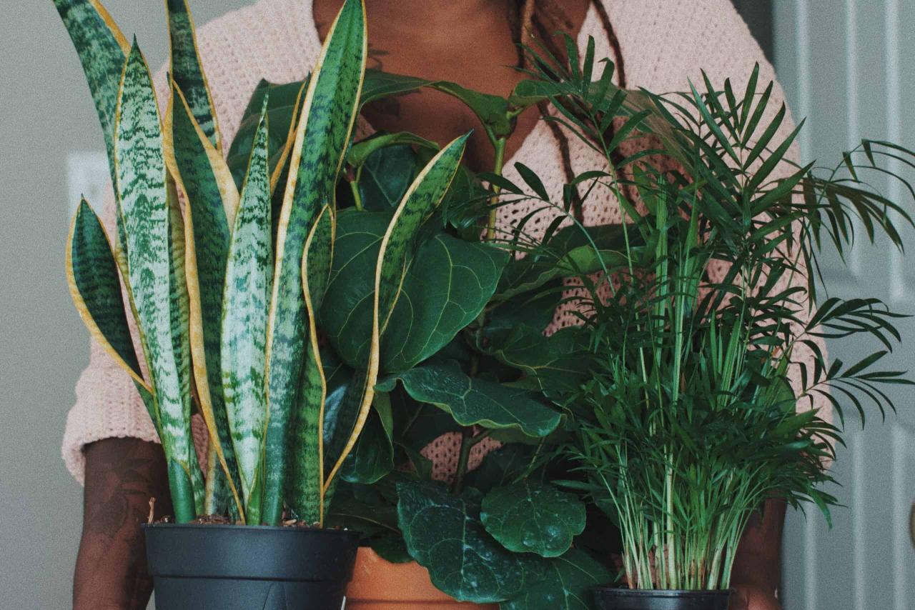 How to Select Beginner Houseplants for Indoor Spaces