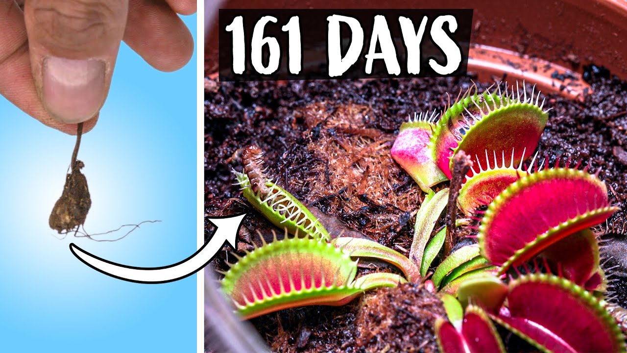 How to Grow a Jungle of Venus Fly Traps With This Propagation Guide