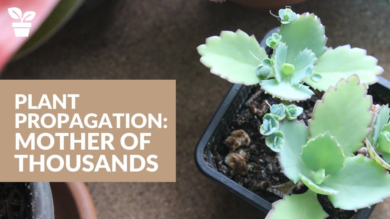 How to Ensure Successful Propagation of Mother of Thousands Plants