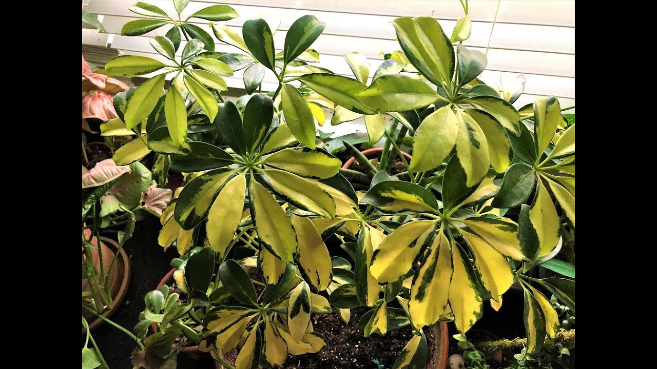 Master Schefflera Propagation for a Flourishing Garden