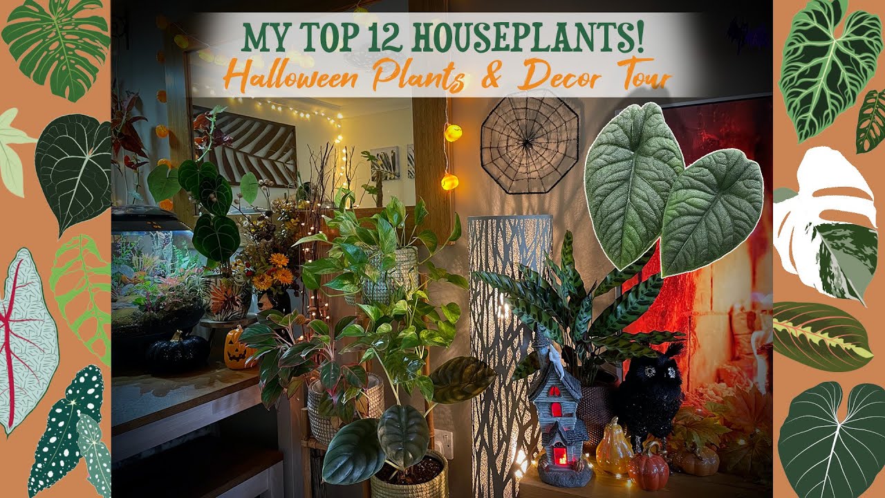 How to Use Carnivorous Plants as Halloween Houseplants