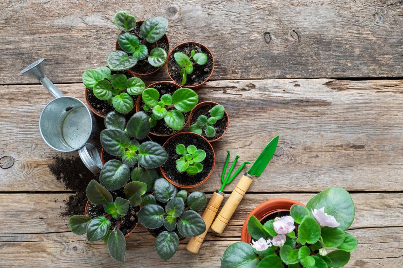 How to Double Your African Violet Collection with Propagation