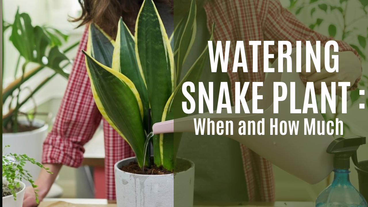 The Best Time to Water Your Snake Plant: A Guide to Healthy Growth